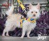 adoptable Dog in  named Joji