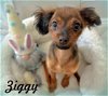 adoptable Dog in anaheim, CA named Ziggy