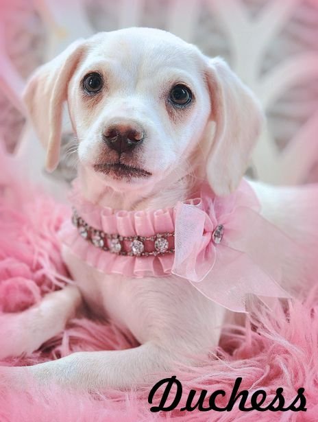 adoptable Dog in Anaheim, CA named Duchess