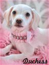 adoptable Dog in anaheim, CA named Duchess