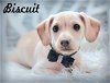 adoptable Dog in anaheim, CA named Biscuit