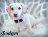 adoptable Dog in  named Dodger