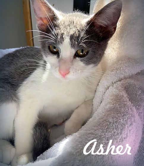 adoptable Cat in Tustin, CA named Asher