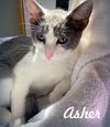 adoptable Cat in  named Asher