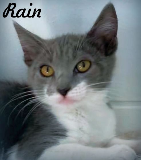 adoptable Cat in Tustin, CA named Rain