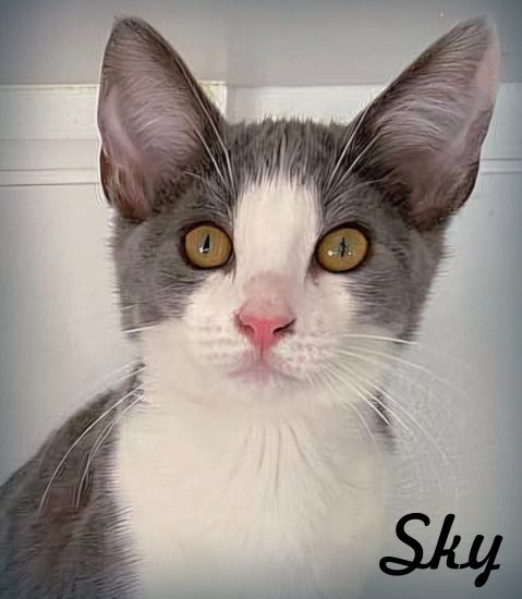 adoptable Cat in Tustin, CA named Sky