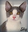 adoptable Cat in  named Sky