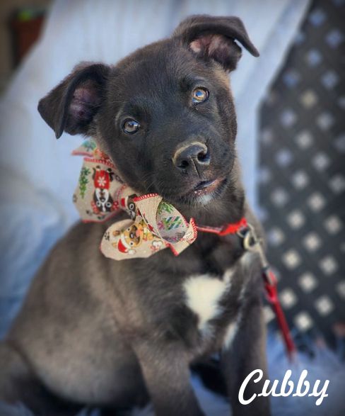 adoptable Dog in Tustin, CA named Cubby
