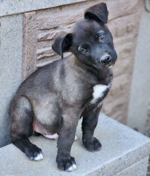 CUBBY - Labrador Retriever / Belgian Shepherd Malinois available for adoption