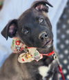Cubby - Photo 3