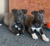 Cubby - Photo 4