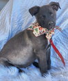 Cubby - Photo 6
