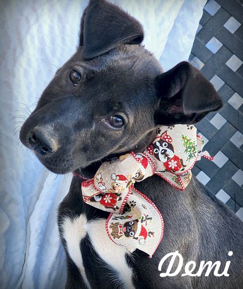 adoptable Dog in Tustin, CA named Demi