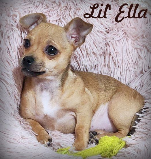 adoptable Dog in Tustin, CA named Lil Ella