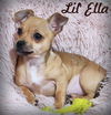 adoptable Dog in  named Lil Ella