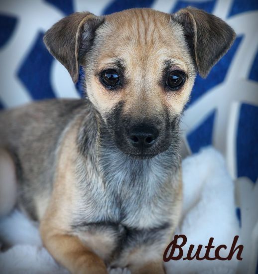adoptable Dog in Tustin, CA named Butch
