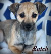 adoptable Dog in  named Butch