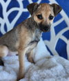 Butch - Photo 3