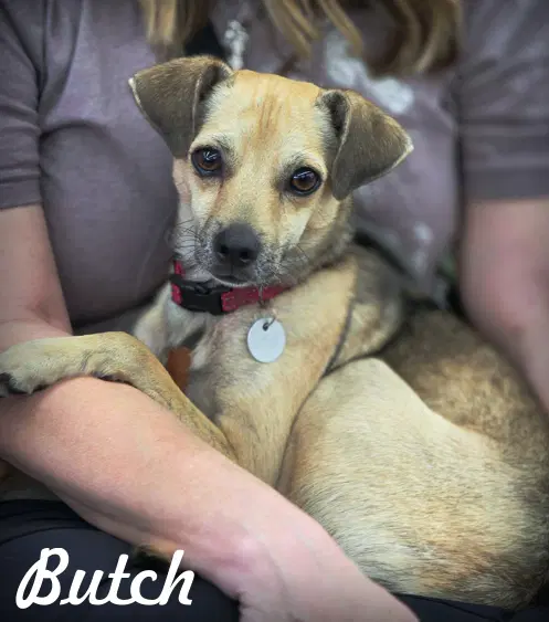 Butch image 2