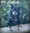 adoptable Dog in  named Mr. Peabody