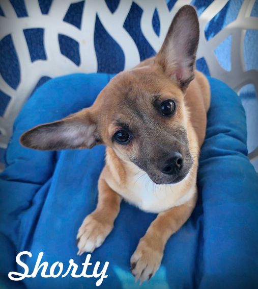 adoptable Dog in Tustin, CA named Shorty