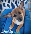 adoptable Dog in tustin, CA named Shorty