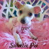 adoptable Dog in tustin, CA named Sweetie Pie