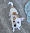 Sweetie Pie - Photo 2