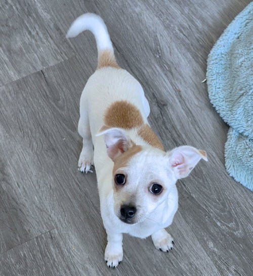 SWEETIE PIE - Chihuahua available for adoption