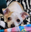 Sweetie Pie - Photo 3