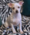 Sweetie Pie - Photo 4