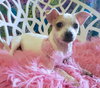 Sweetie Pie - Photo 5