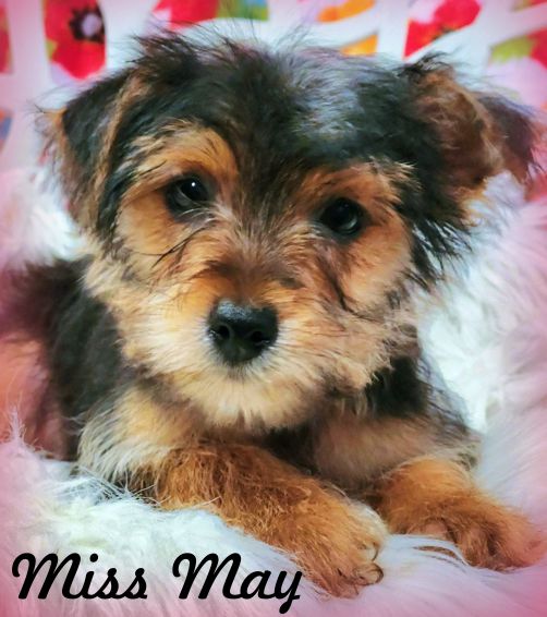 adoptable Dog in Tustin, CA named Miss May