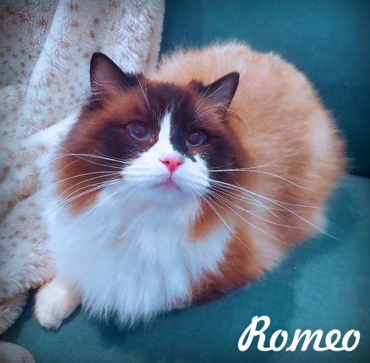 Romeo