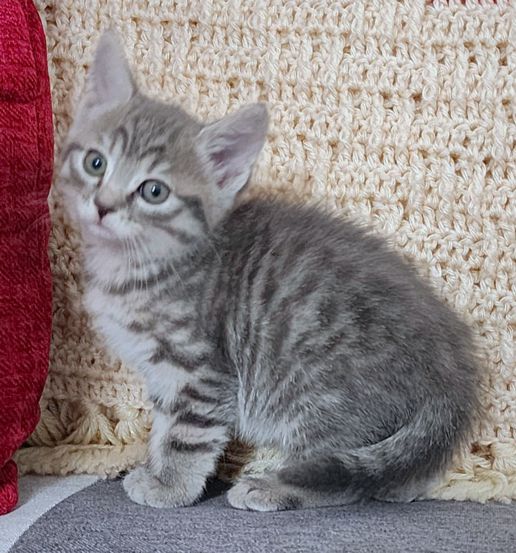 adoptable Cat in Tustin, CA named 4 Silver Tabby Kittens