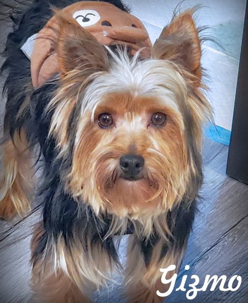 adoptable Dog in Tustin, CA named Gizmo