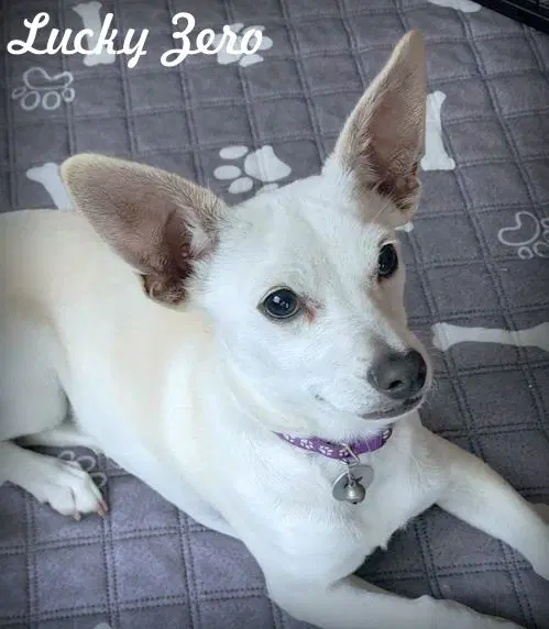 Lucky Zero - Dachshund