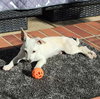 Lucky Zero - Photo 5