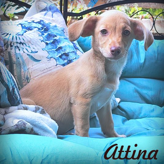 adoptable Dog in Tustin, CA named Attina