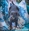 adoptable Dog in  named Sebastian