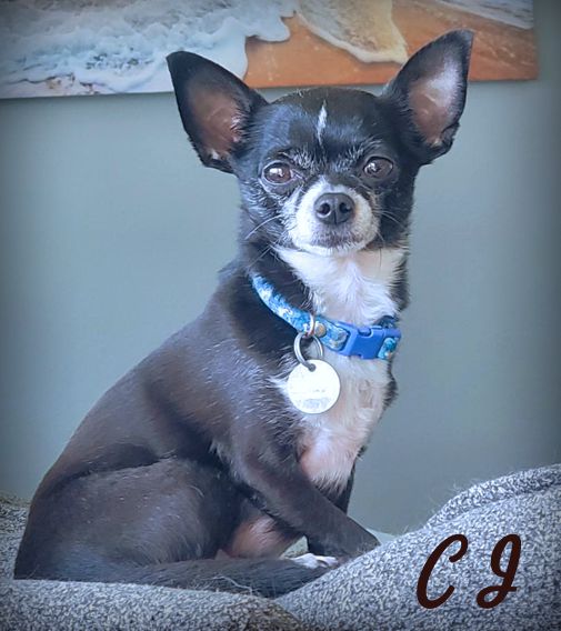 adoptable Dog in Tustin, CA named C J