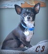 adoptable Dog in  named C J