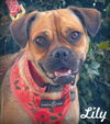 adoptable Dog in  named Lily