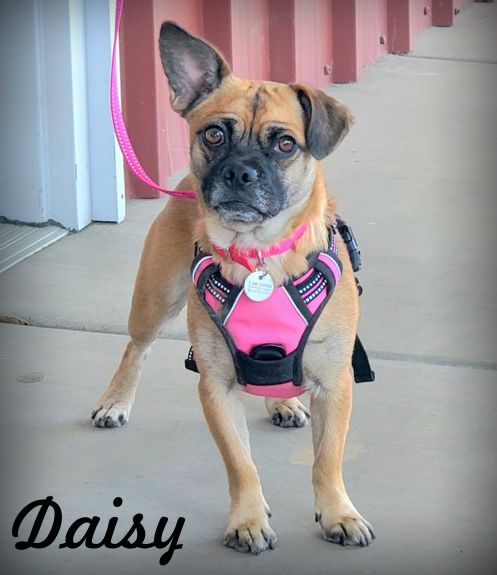 adoptable Dog in Tustin, CA named Daisy