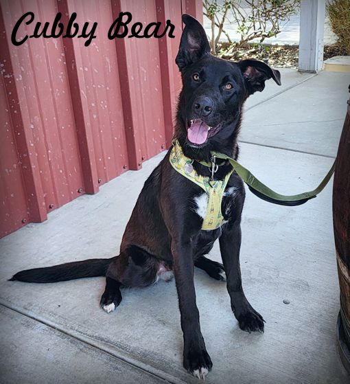 adoptable Dog in Tustin, CA named Cubby Bear