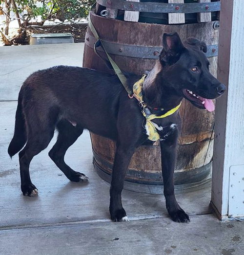 CUBBY BEAR - Labrador Retriever / Belgian Shepherd Malinois available for adoption