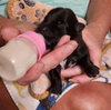 Cubby Bear - Photo 8