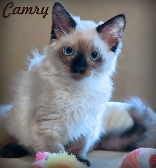 adoptable Cat in Tustin, CA named Camry