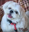 adoptable Dog in  named Mello