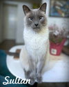 Sultan - Photo 1
